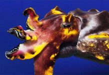 Những loài động vật thân mềm kỳ lạ