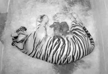 Hổ quý hiếm chào đời ở Mỹ