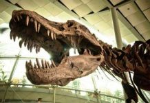 Các nhà khoa học làm gì để hồi sinh loài khủng long? Các nhà khoa học làm gì để hồi sinh loài khủng long?