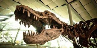 Các nhà khoa học làm gì để hồi sinh loài khủng long?
