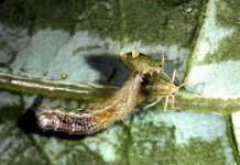 Côn trùng săn mồi có lợi cho nông trại