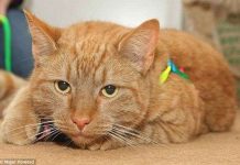 Mèo được cứu sống nhờ máu chó