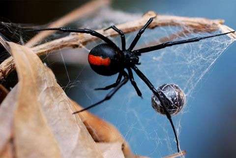 Những kẻ săn tình khét tiếng nơi hoang dã