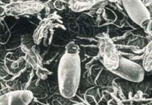 Khủng long cũng phải nếm mùi đau khổ vì... rận