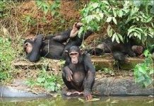 Cầy bắt rắn hổ mang Tinh tinh là động vật có vú tiết kiệm năng lượng