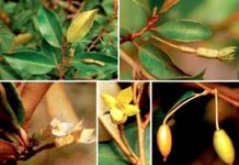 Phát hiện một loài nhót mới ở Lâm Đồng