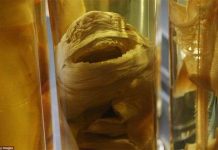 Khám phá về những loài vật “chưa từng thấy trong đời” Khám phá về những loài vật "chưa từng thấy trong đời"