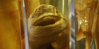 Khám phá về những loài vật "chưa từng thấy trong đời"