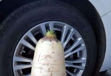 Củ cải trắng to gần bằng lốp ôtô