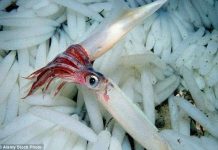 Nhữnng loài vật này vẫn sinh sôi nảy nở dù biển đang chết dần