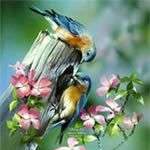 Sơn ca đực ỷ lại vào cha mẹ