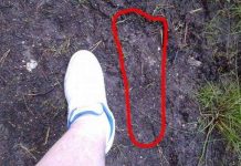 Sinh vật bí hiểm ẩn hiện trong rừng ở Anh