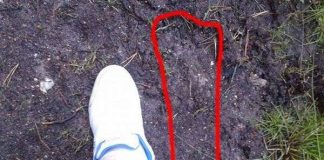 Sinh vật bí hiểm ẩn hiện trong rừng ở Anh