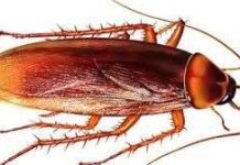 Vì sao gián mất đầu vẫn sống?