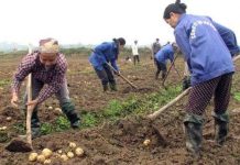 Phú Thọ sản xuất thành công khoai tây sạch bệnh