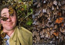 Thung lũng bướm vua kỳ ảo tại châu Mỹ Thung lũng bướm vua kỳ ảo tại châu Mỹ