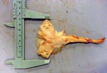 Cá đuối 2 đầu hiếm gặp