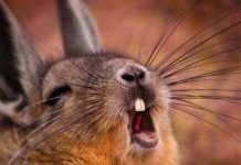 Phát hiện loài chuột cực giống thỏ Phát hiện loài chuột cực giống thỏ