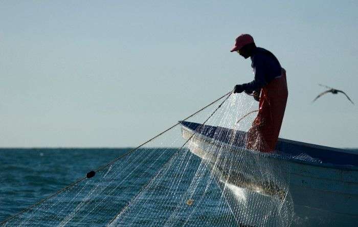 Cơn sốt bong bóng cá ở Trung Quốc đẩy hai loài vào nguy cơ tuyệt chủng