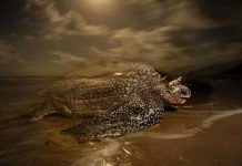 Loài rùa biển luýt khổng lồ