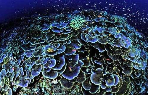 Mỹ lập khu bảo tồn biển lớn nhất thế giới