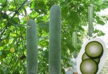 Cách trồng cây bí đao sai quả