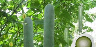 Cách trồng cây bí đao sai quả