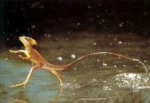 4 loài động vật có thể đi trên mặt nước cực đỉnh