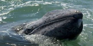 Cá voi xám với quãng đường di cư dài kỷ lục 10.880 km