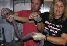 Cá mút đá có thể tạo ra tơ như tằm Cá mút đá có thể tạo ra tơ như tằm