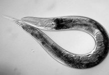 Giun sống được trong vũ trụ Giun sống được trong vũ trụ