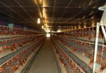 Lắp máy phát điện chạy bằng bio-gas tại 42 trang trại