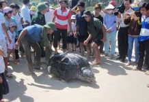 Bắt được rùa biển nặng hơn 300kg Bắt được rùa biển nặng hơn 300kg