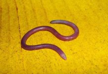 Phát hiện thêm loài bò sát không chân mới