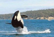 Cá voi sát thủ già nhất thế giới qua đời ở tuổi hơn 100