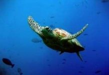 Hành trình đáng kinh ngạc của rùa biển
