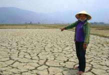 Cả nước có gần 50.000ha cây trồng bị khô hạn cục bộ