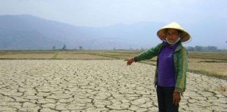 Cả nước có gần 50.000ha cây trồng bị khô hạn cục bộ