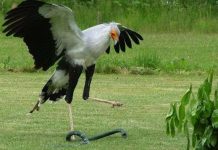 Sức mạnh cú đá của chim ninja