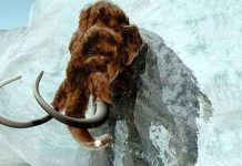 Sự tuyệt chủng voi ma mút đang cảnh báo nhân loại