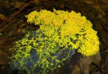 Bất ngờ khả năng "sao y bản chính" của nấm nhầy