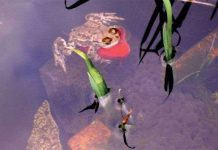 Cảnh ếch cưỡi cá vàng hiếm thấy