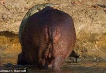 Khoảnh khắc cá sấu .... ‘tình tứ’ với hà mã