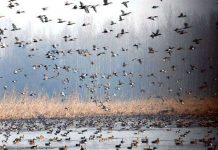 La Nina có thể là nguyên nhân gây ra đại dịch cúm