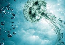 Nhà khoa học Italy kêu gọi ăn sứa để bảo vệ môi trường