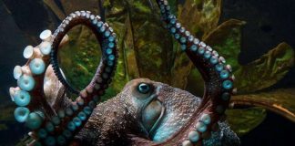 Bạch tuộc Inky "đào thoát" khỏi bể cá New Zealand