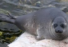 Bí ẩn 130 con hải cẩu chết hàng loạt ở hồ nước sâu nhất thế giới