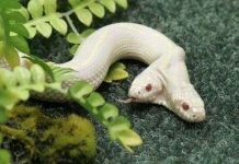 Xem rắn bạch tạng 2 đầu ở Ukraine