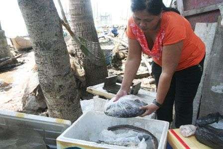 Hàng chục tấn cá chết đột ngột do nước đầm ngọt hóa
