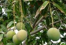 Xử lý xoài ra hoa ở phía Bắc Xử lý xoài ra hoa ở phía Bắc